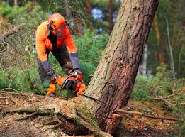 Best Storm Damage Tree Cleanup  in Red Lake, MN