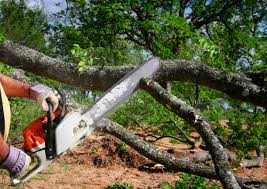 Best Leaf Removal  in Red Lake, MN