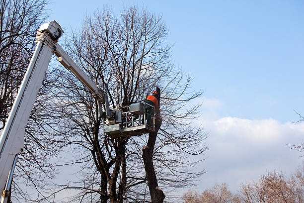 How Our Tree Care Process Works  in  Red Lake, MN